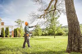 Best Tree Removal  in Briar, TX