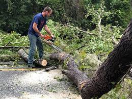 Best Palm Tree Trimming  in Briar, TX