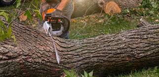 Best Root Management and Removal  in Briar, TX