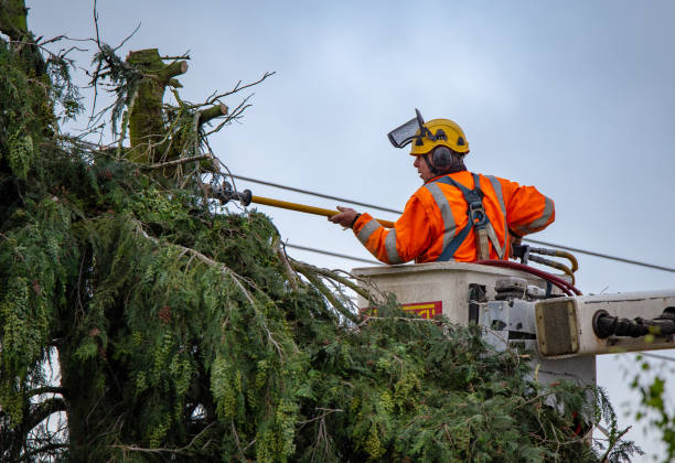 Best Root Management and Removal  in Briar, TX