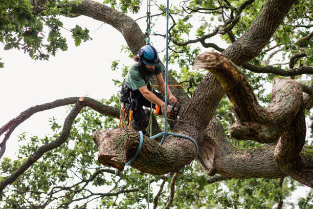 Briar, TX Tree Care Company