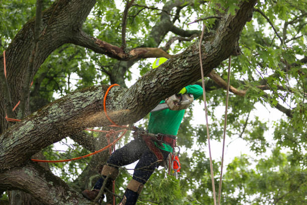 Best Tree Trimming and Pruning  in Briar, TX