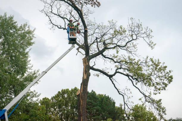 Best Tree Mulching  in Briar, TX