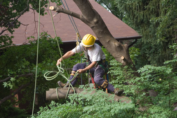 How Our Tree Care Process Works  in  Briar, TX